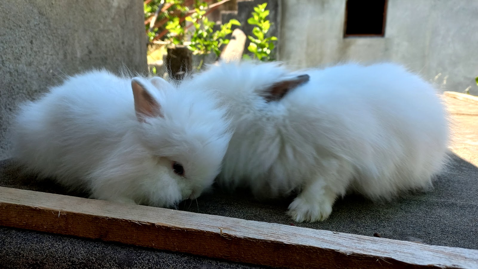 Rex (plišani zečevi) kunići