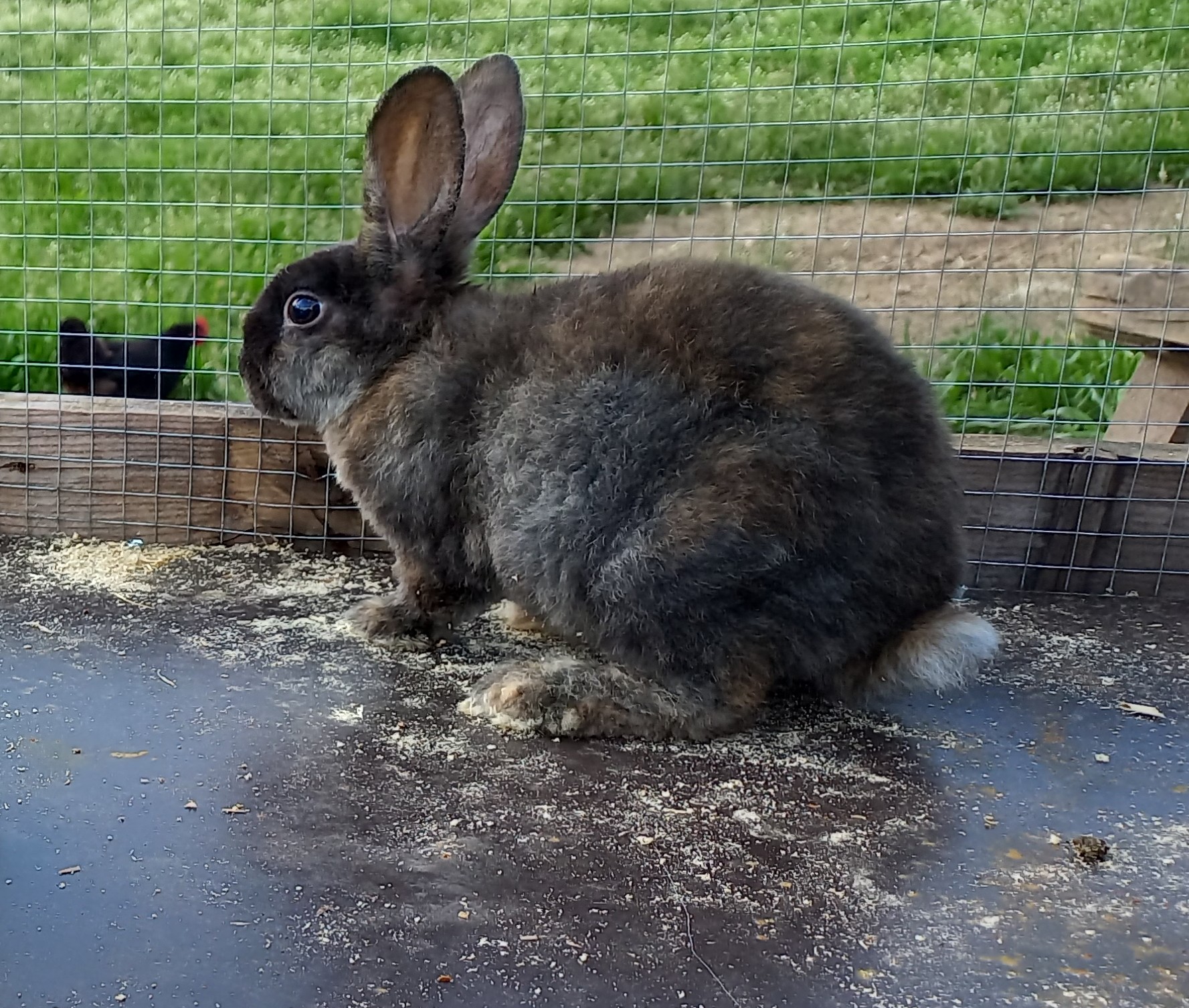 Rex (plišani zečevi) kunići