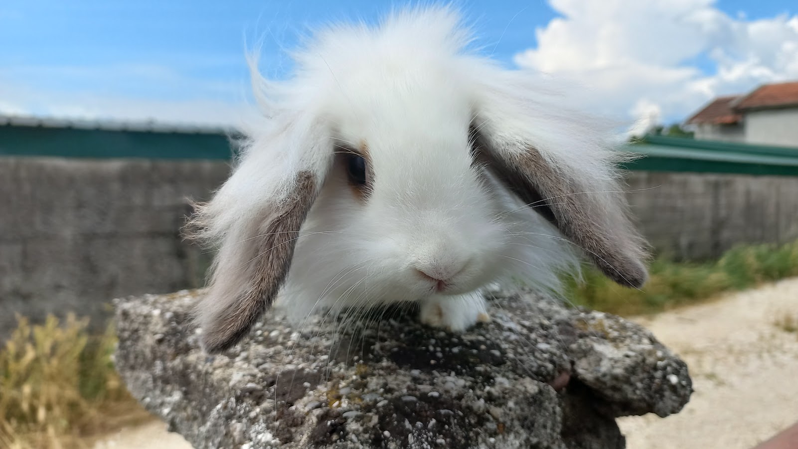 Rex (plišani zečevi) kunići