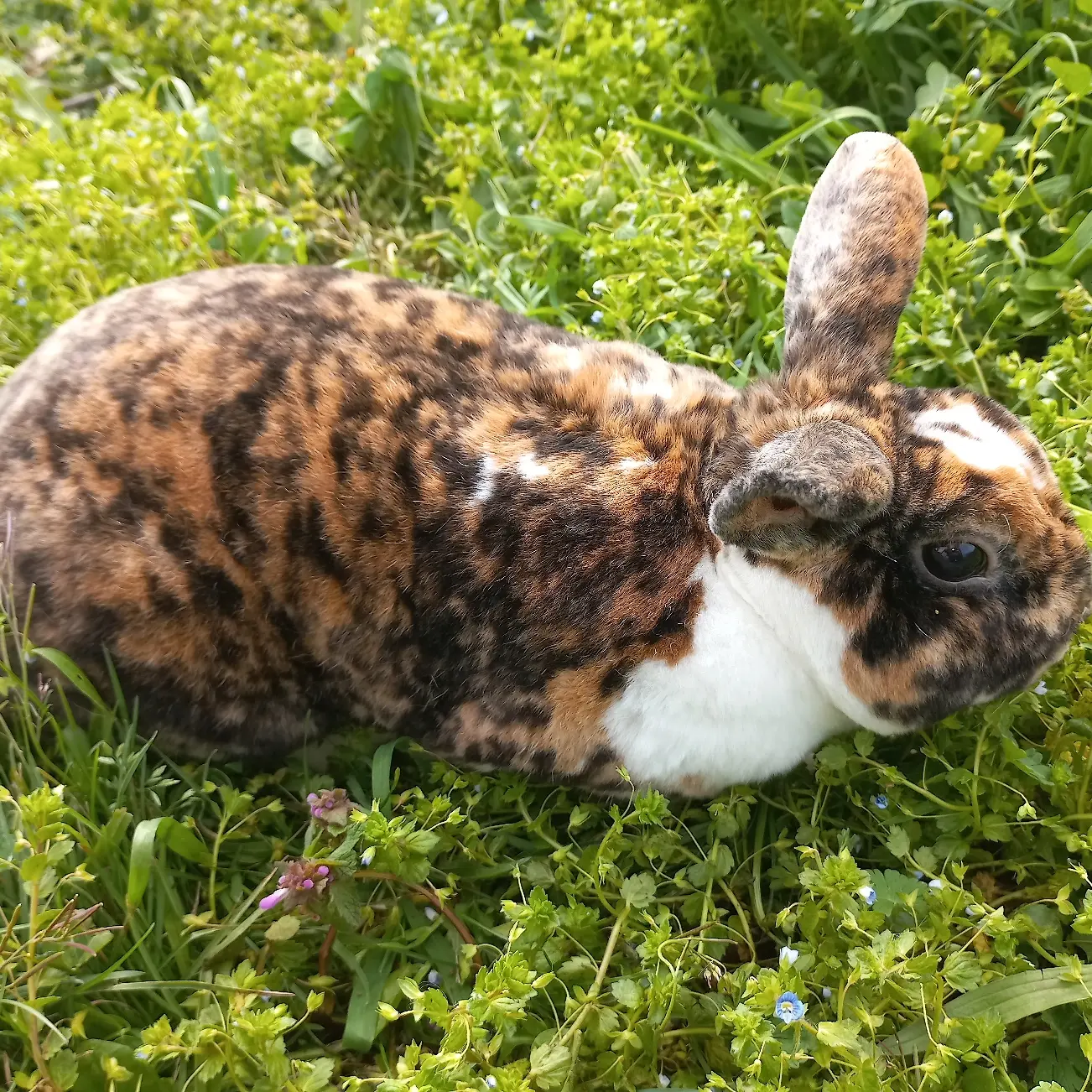 Rex (plišani zečevi) kunići