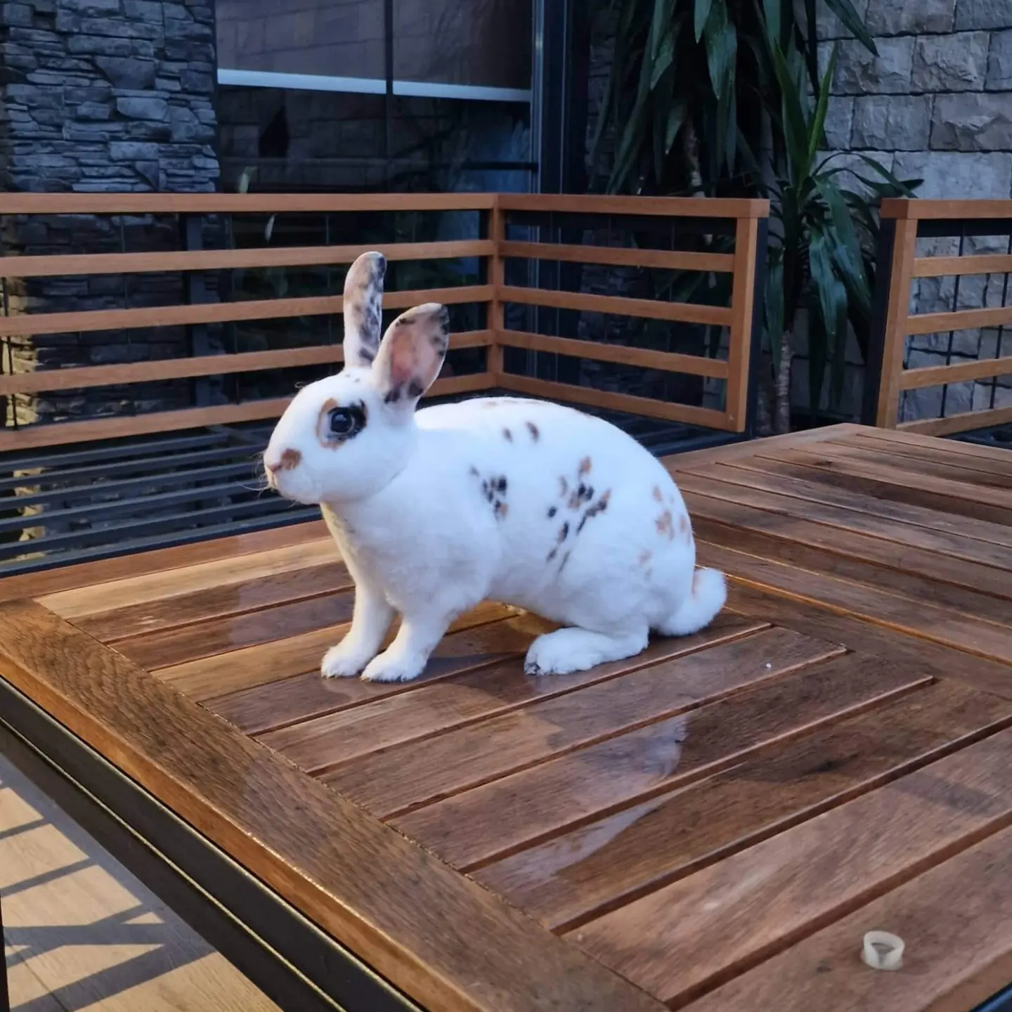 Rex (plišani zečevi) kunići