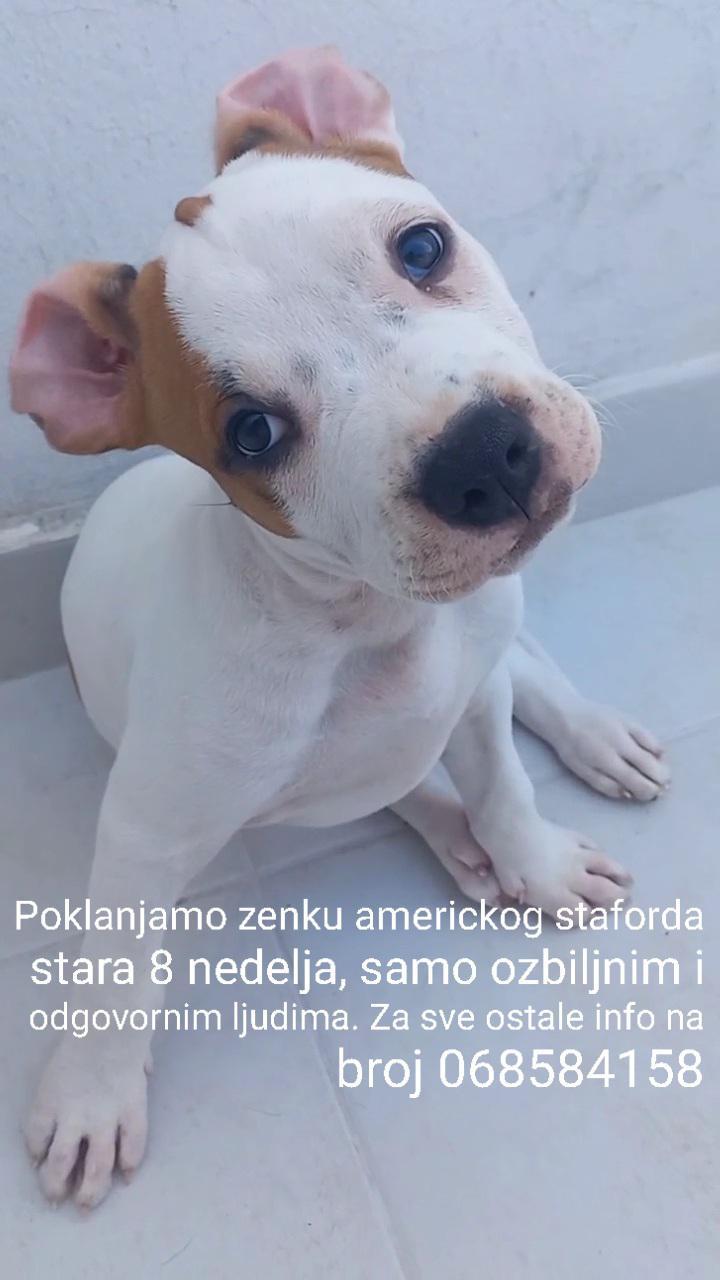 POKLANJAM AMERIČKOG STAFORDA