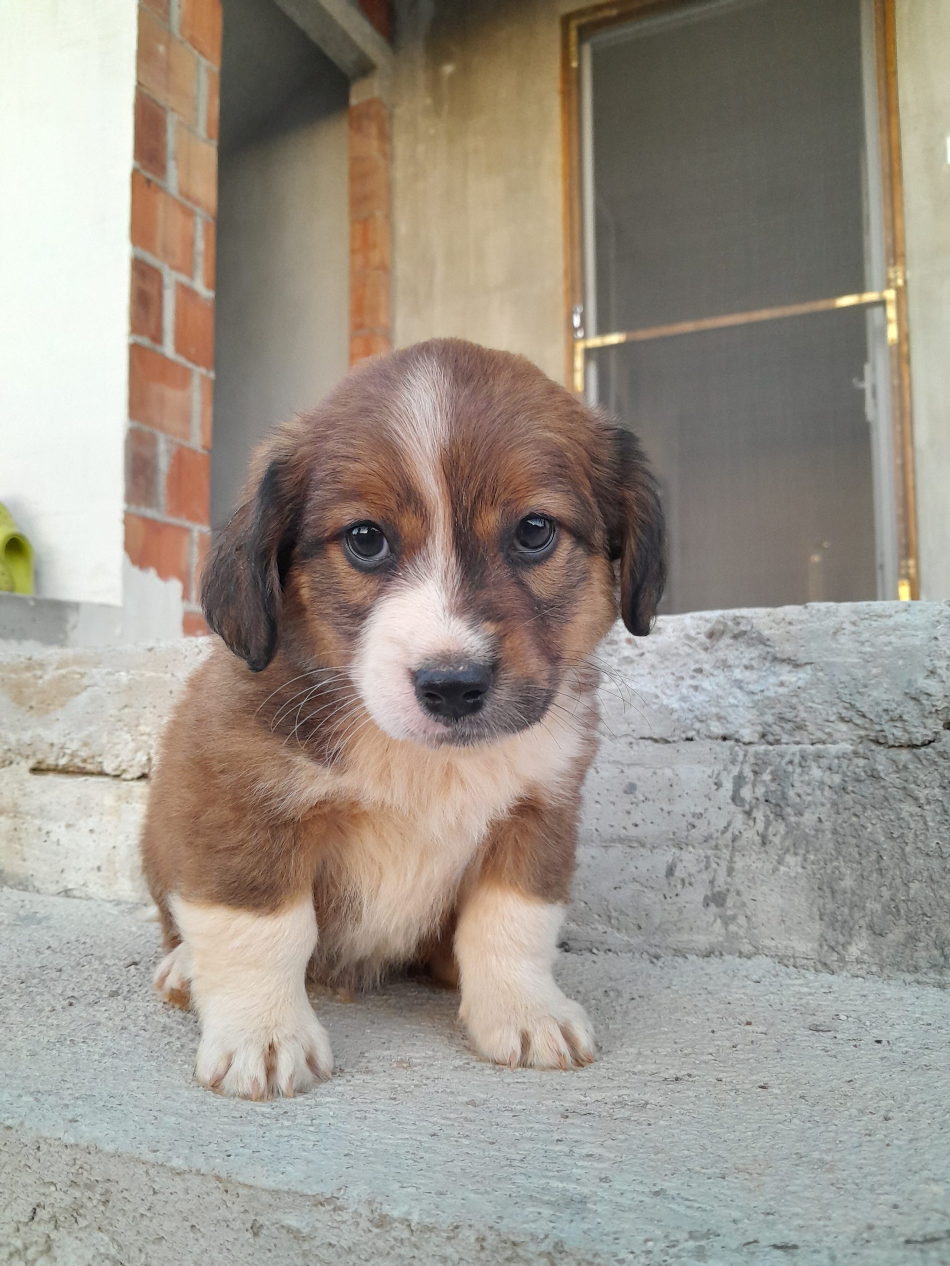 Poklanjam mješance 2 mjeseca s