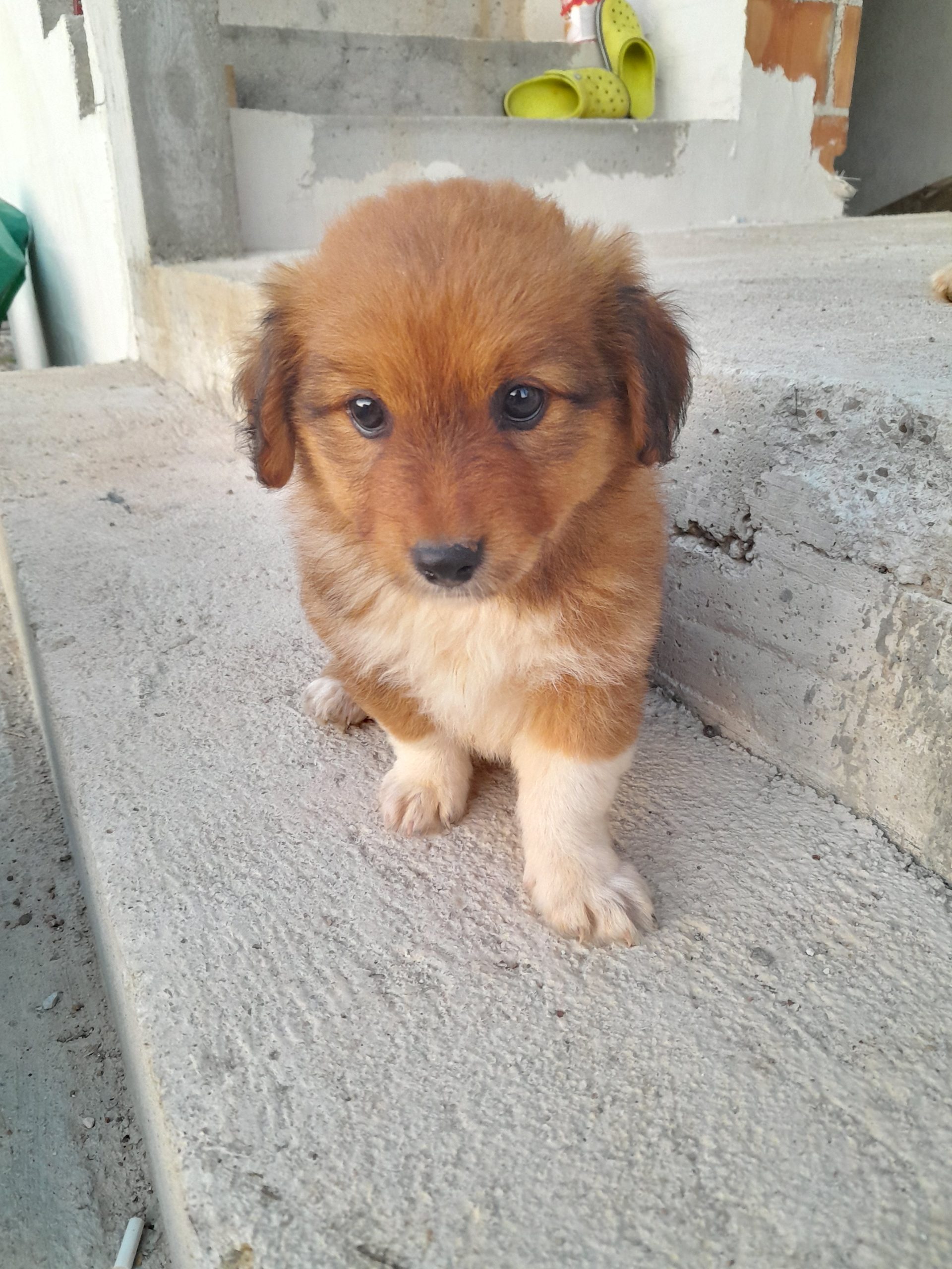 Poklanjam mješance 2 mjeseca s