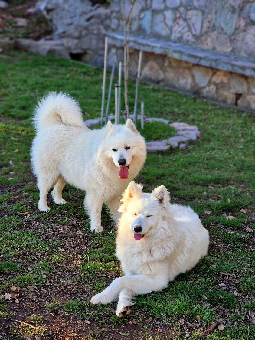 Prodajem par sibirskih samojed
