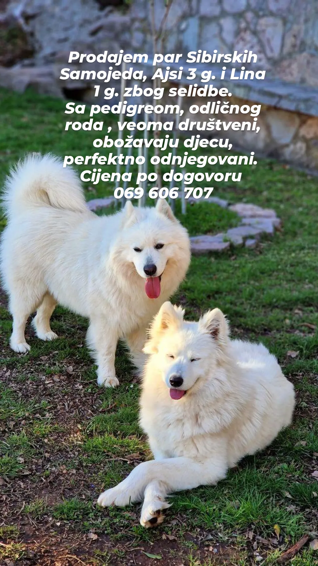 Prodajem par sibirskih samojed