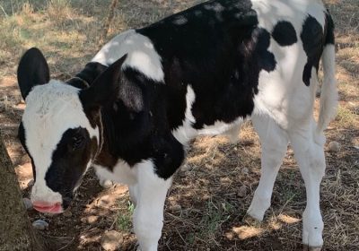 inbound3962802195824314762