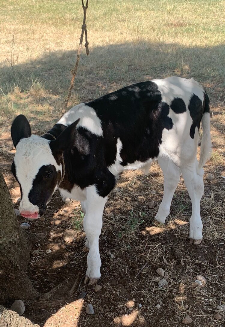 Prodajem musko telje