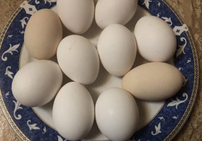 inbound5290010217821491829