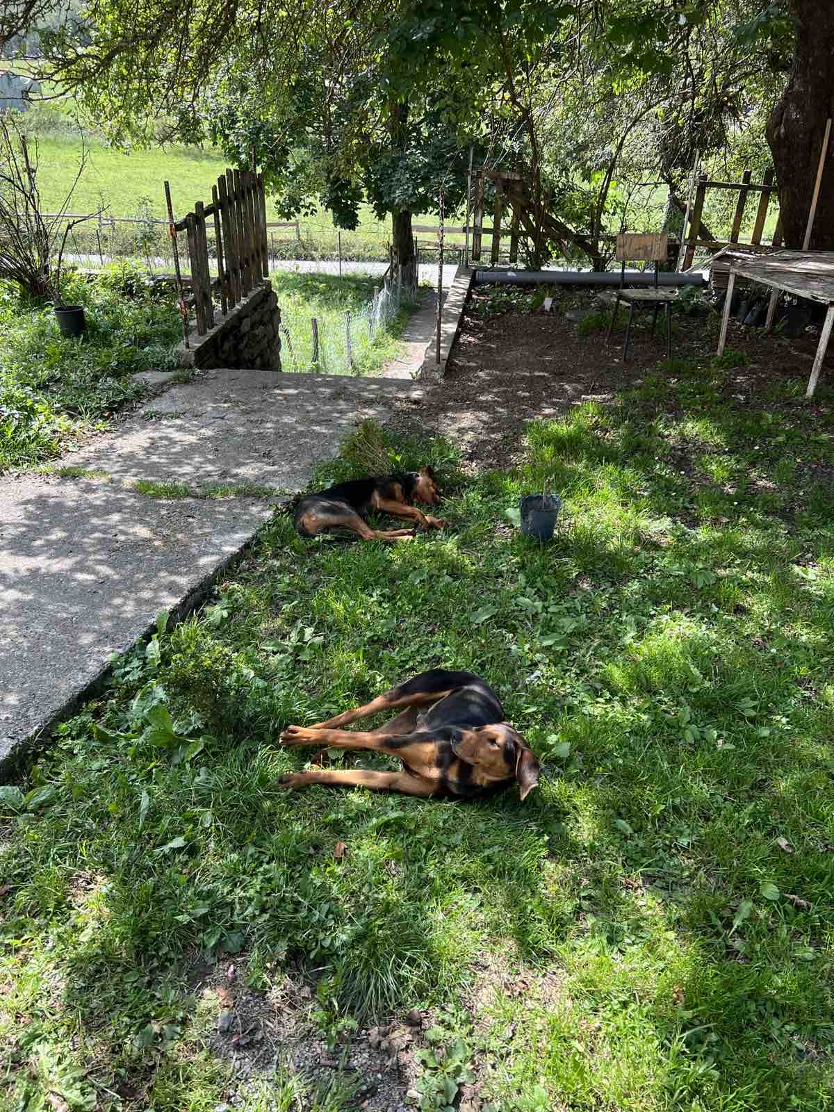 Poklanjam 2 mužjaka od 6 mj