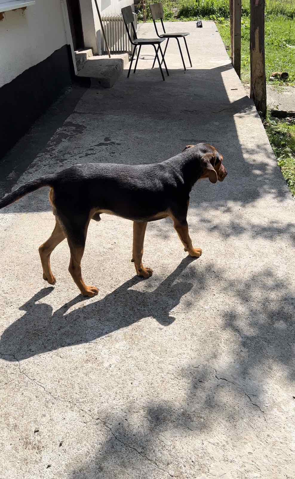 Poklanjam 2 mužjaka od 6 mj