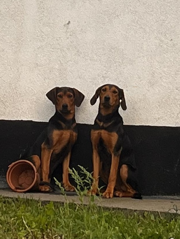 Poklanjam 2 mužjaka od 6 mj