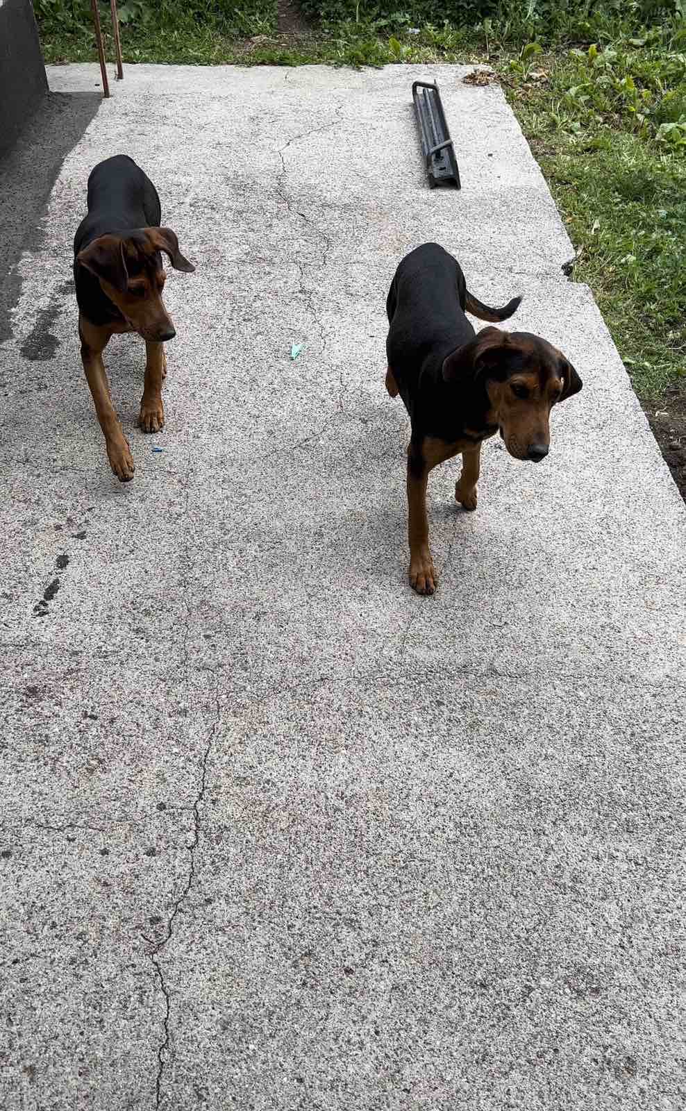 Poklanjam 2 mužjaka od 6 mj