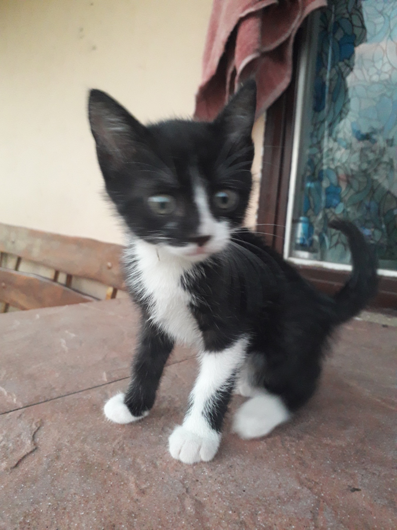 Poklanjamo 3 ženska mačića