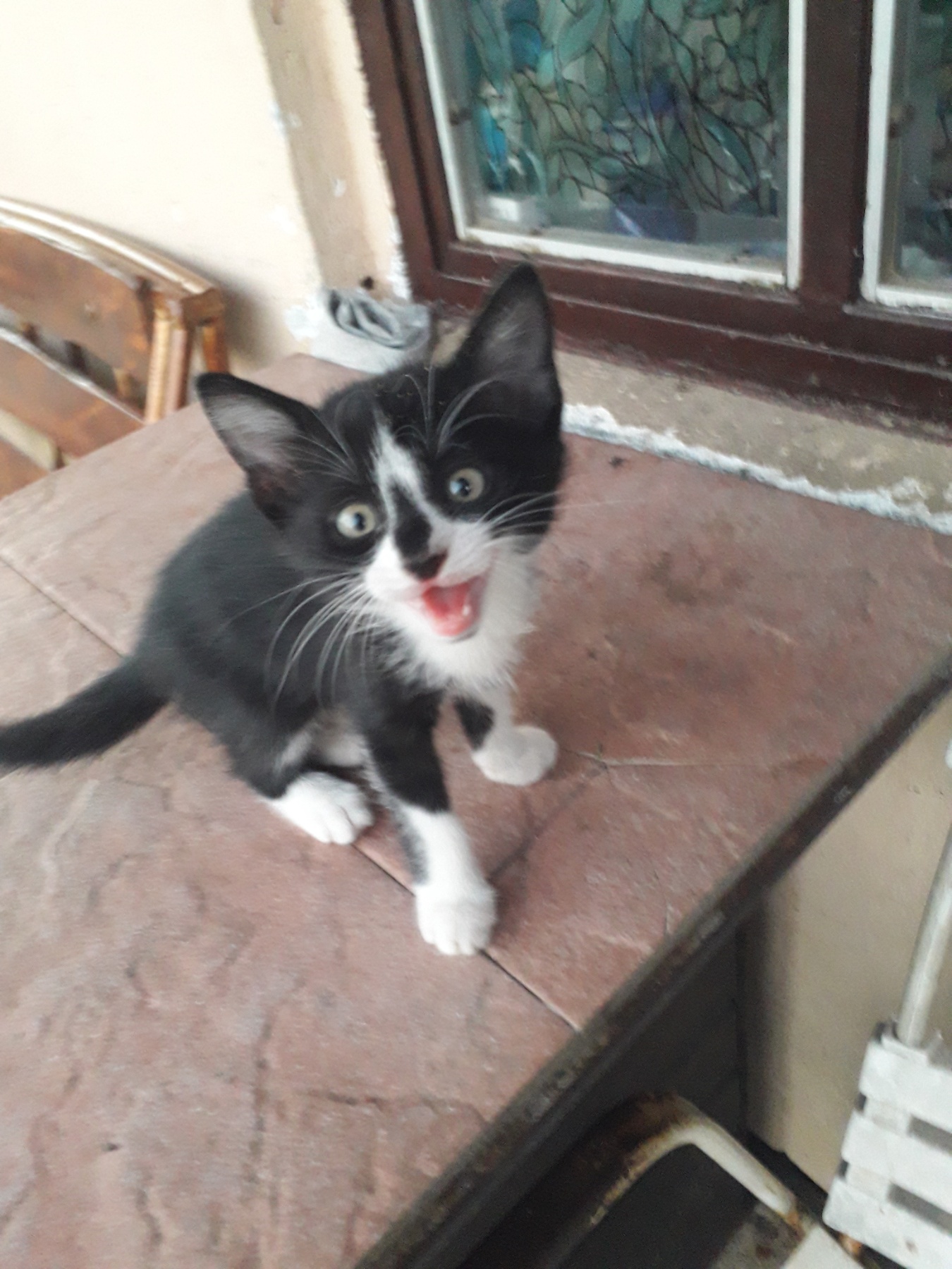 Poklanjamo 3 ženska mačića