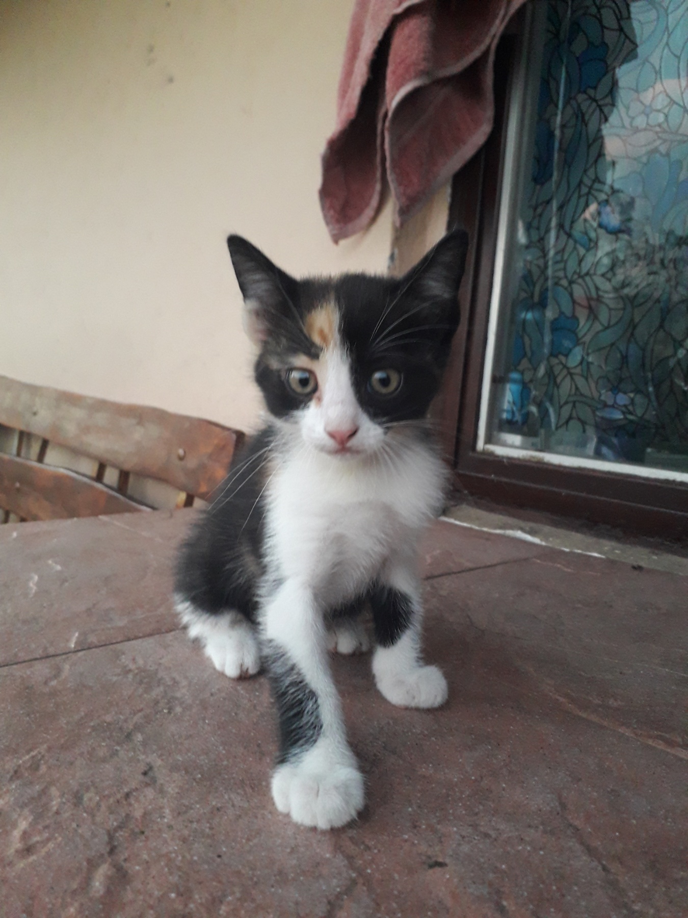 Poklanjamo 3 ženska mačića