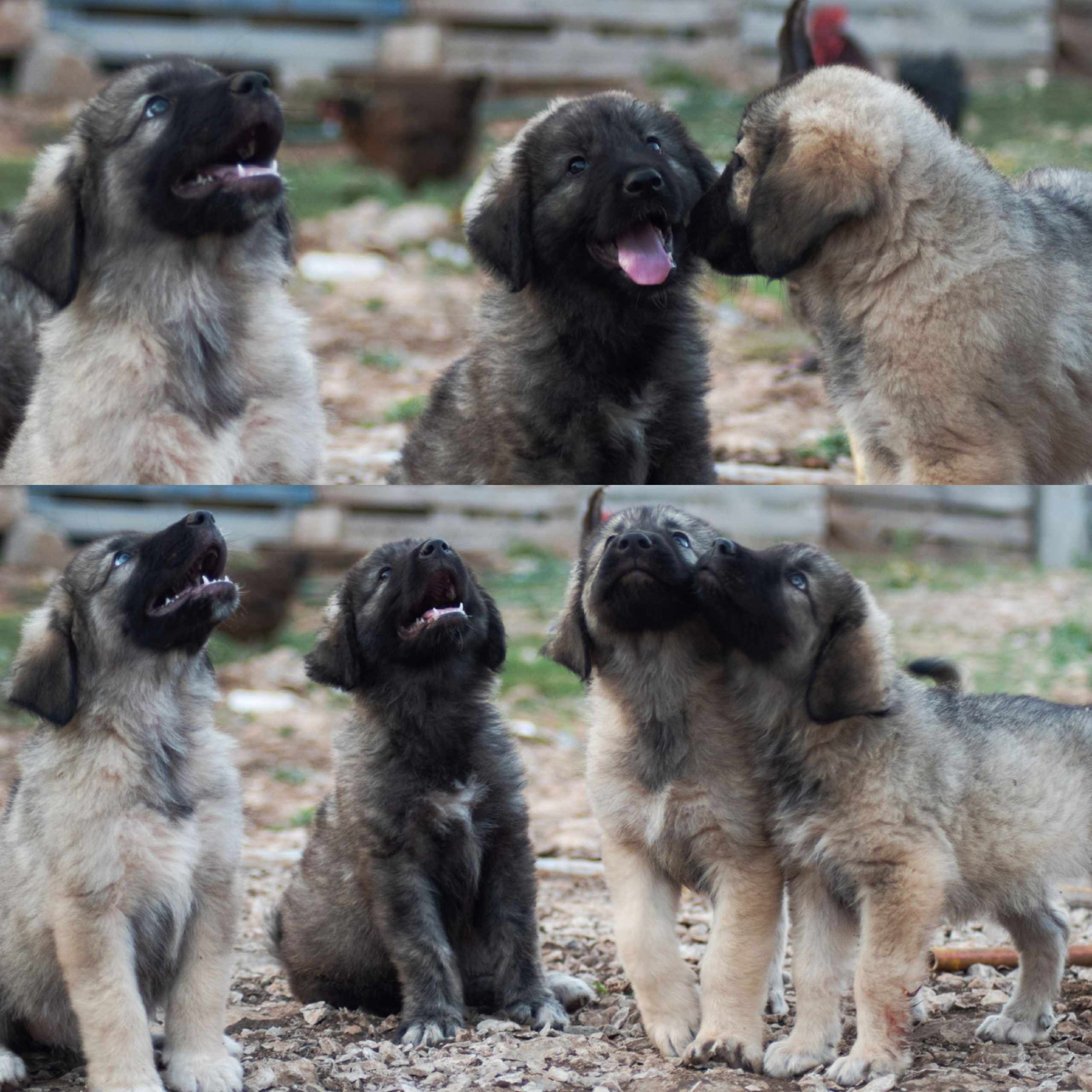 Štenad šarplaninca