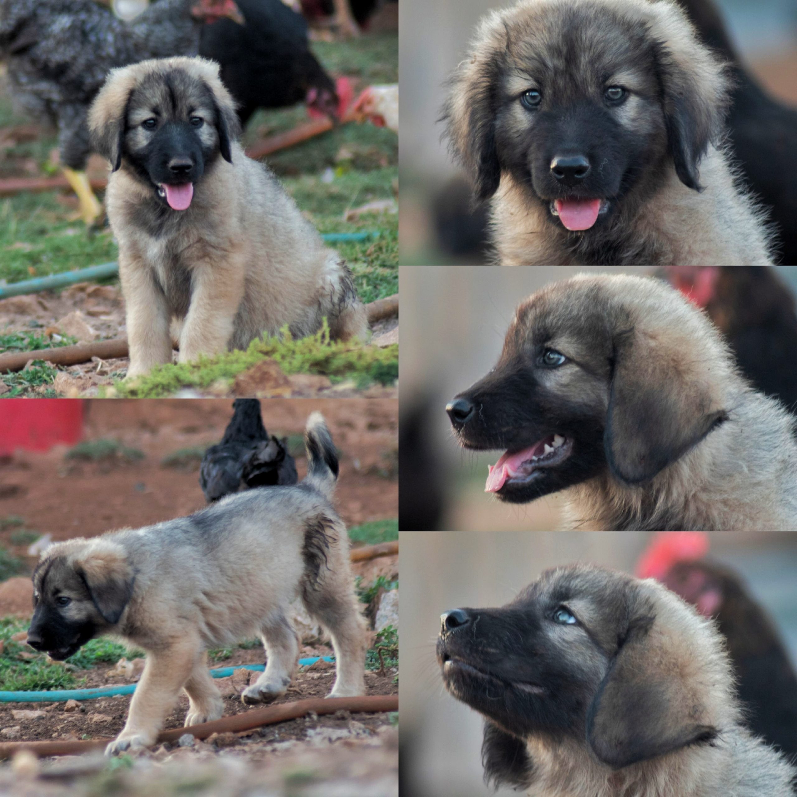 Štenad šarplaninca