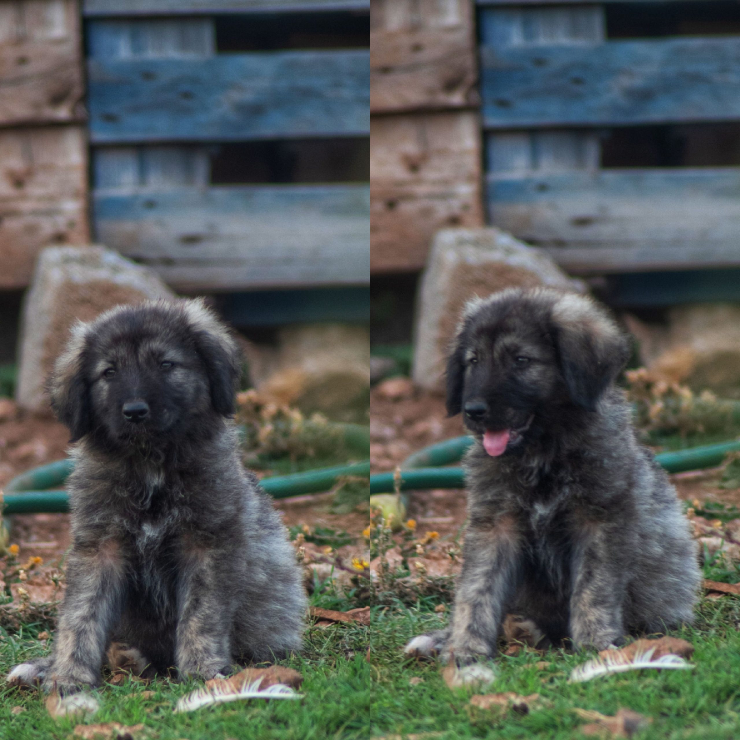 Štenad šarplaninca