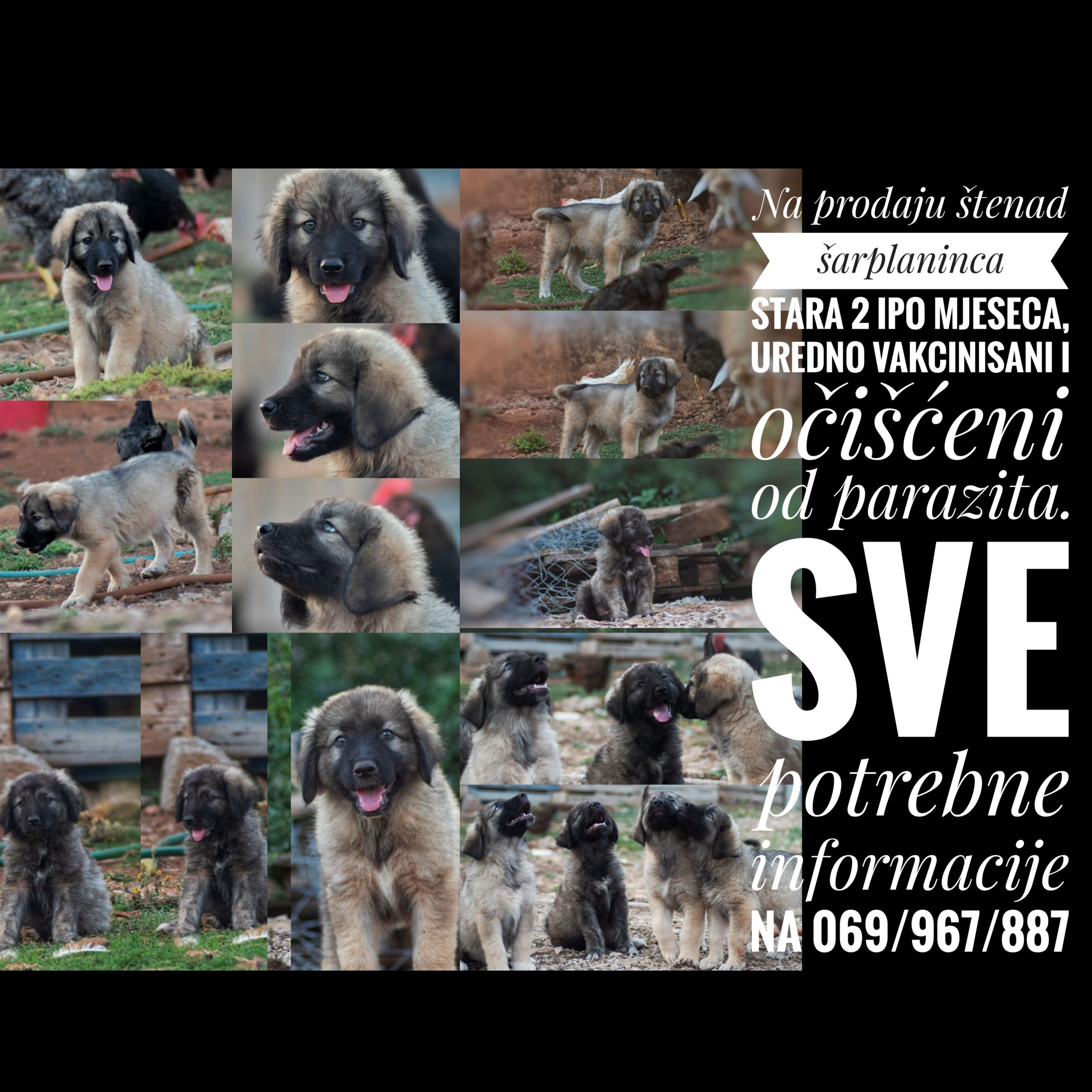 Štenad šarplaninca