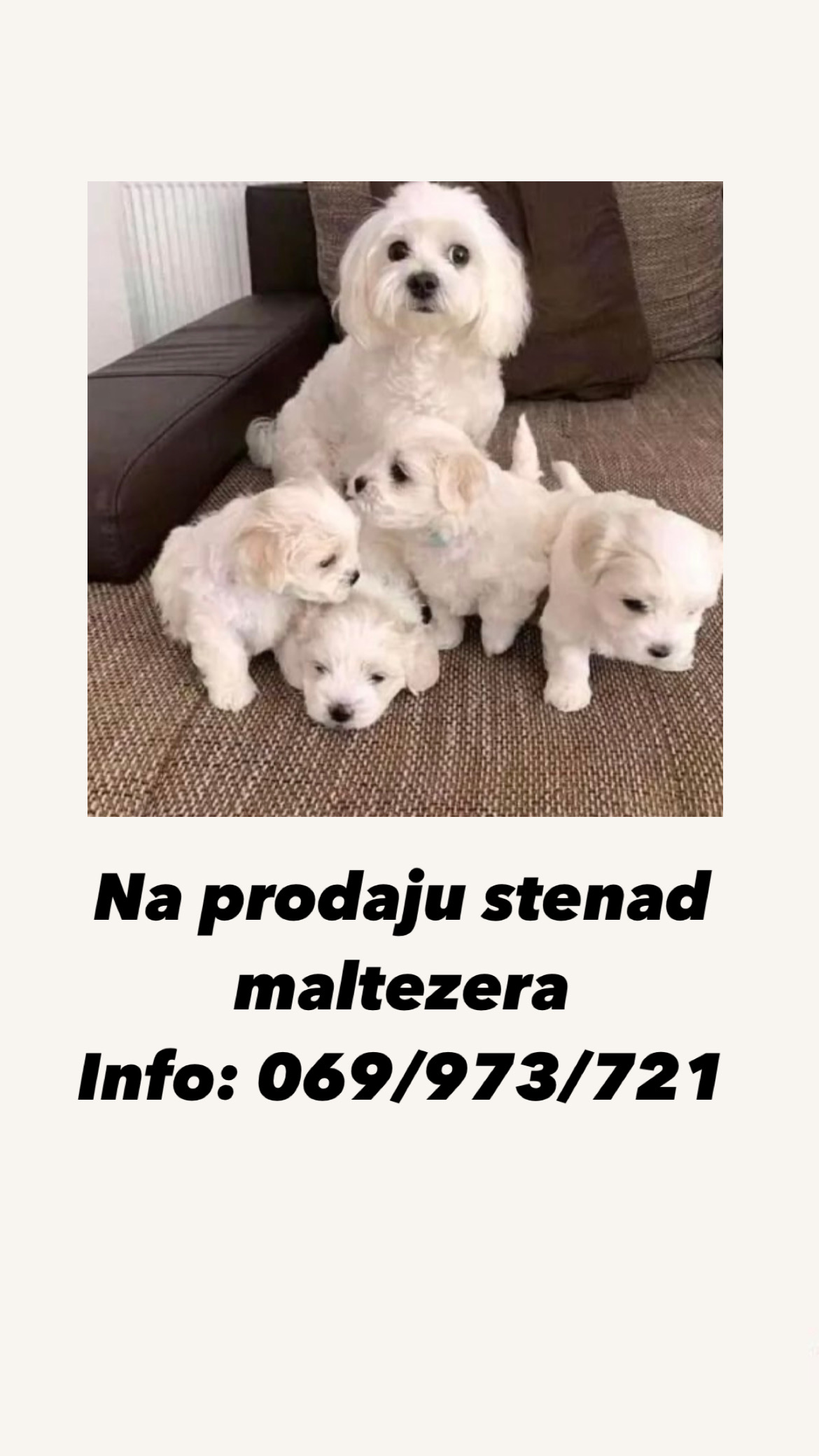Prodaja maltezera