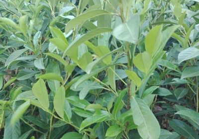 inbound128346516674293573