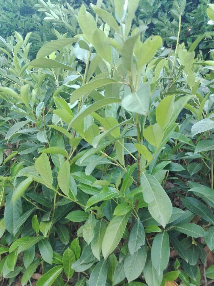 Zimzelena ograda PRUNUS Pg