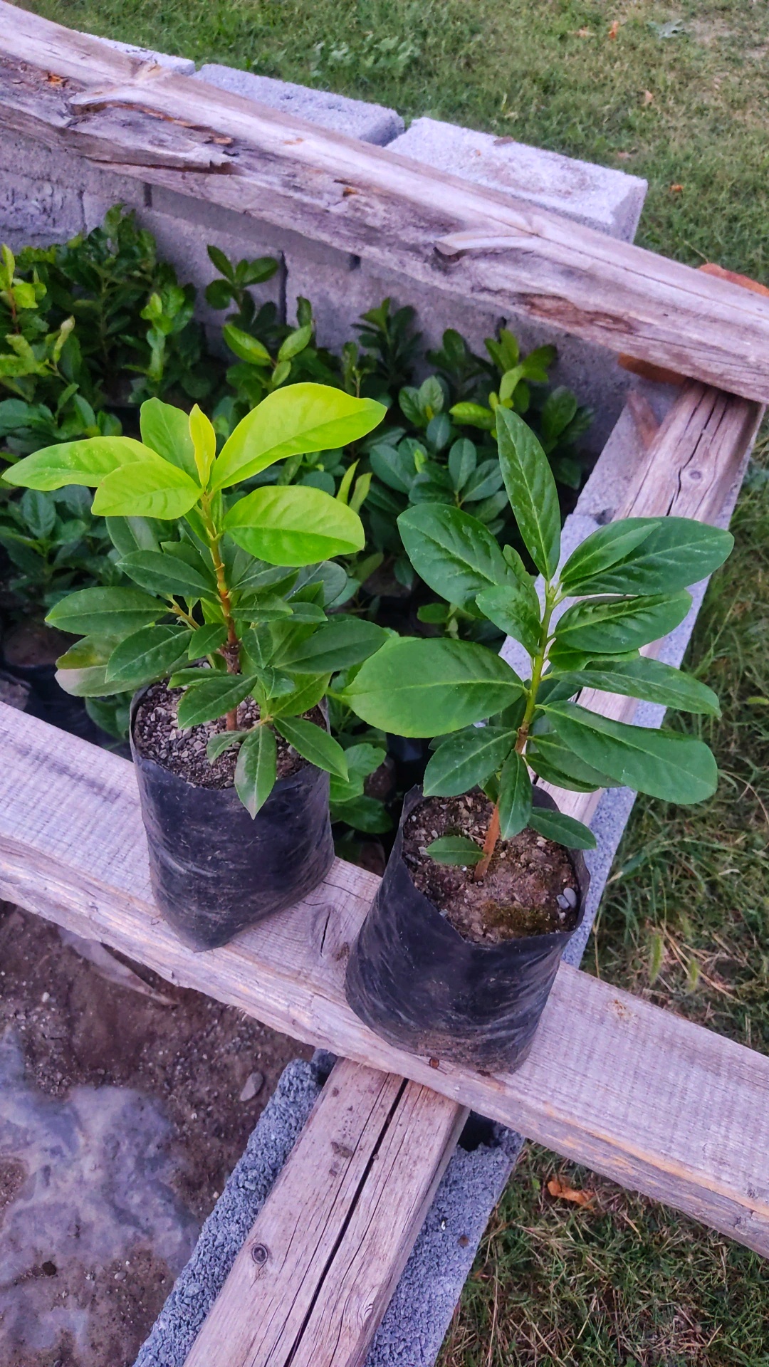 Prodaja sadnica žive ograde