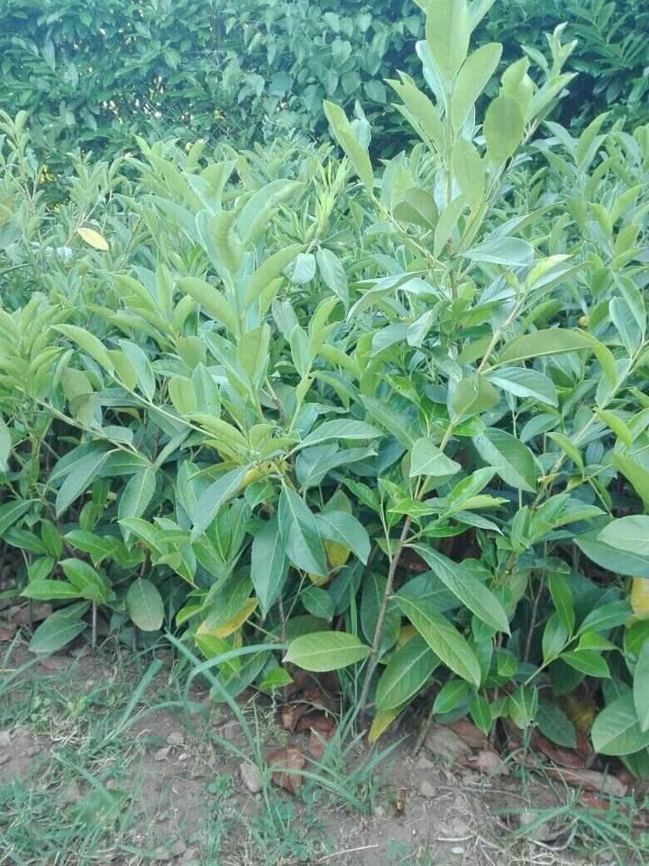 Zimzelena ograda PRUNUS Pg