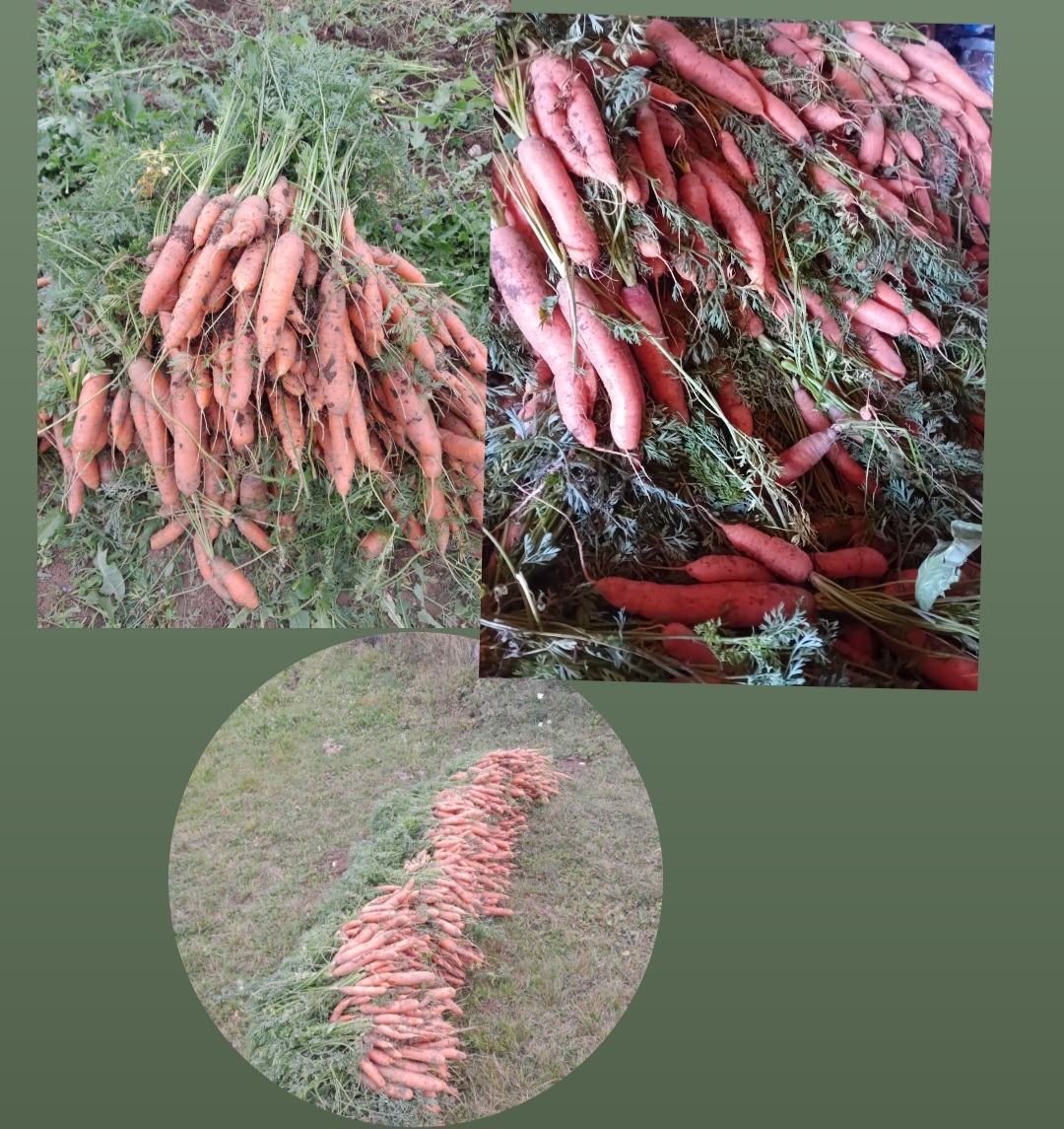 Prodajem domaću šargarepu