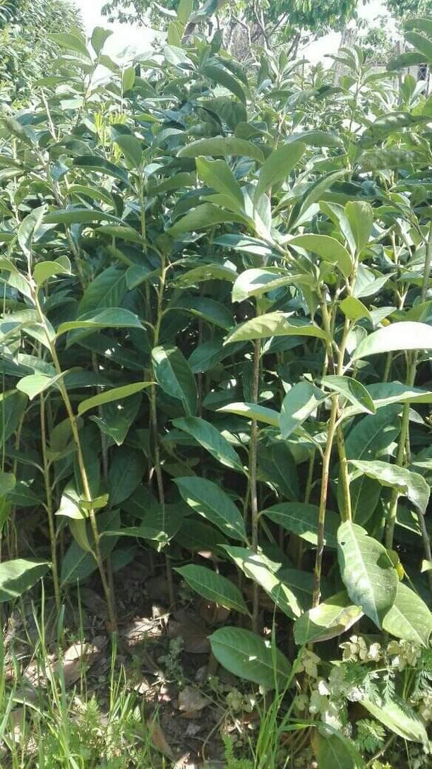 Zimzelena ograda PRUNUS Pg