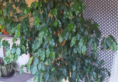 inbound7339299706289907277