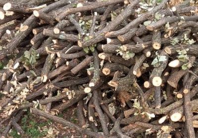 inbound5908982747845684267