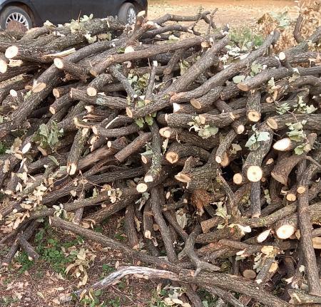 Prodajem Cerova drva