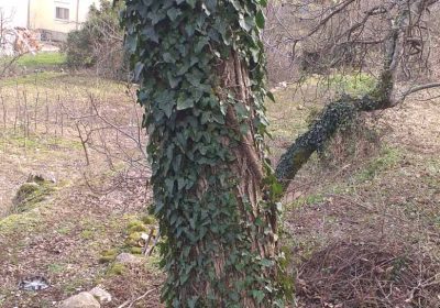 IMG-d27c1d1a88fa4223b30632b50cee2e98-V