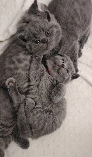 muški mačići britanska kratkod