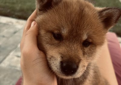 inbound2052263476279536040