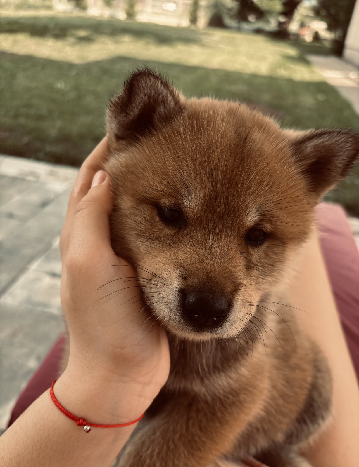 Prodajem štenad Japanske.akite