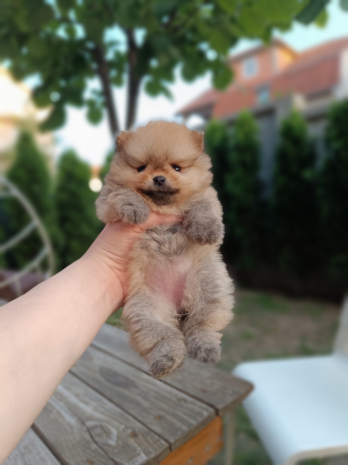 Pomeranac Top zenka