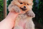 Pomeranac Top zenka