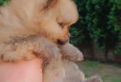Pomeranac Top zenka