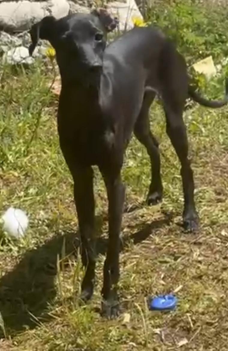 Prodaju Mali Italijanski Hrt