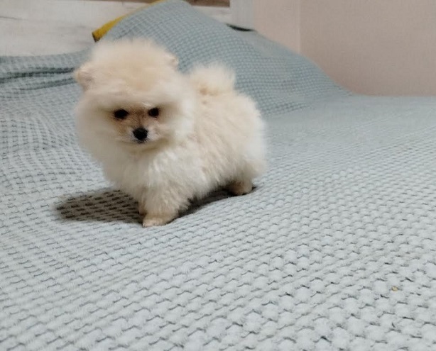 Prelepi Bo medvedici