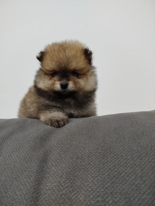 Prelepi Bo medvedici