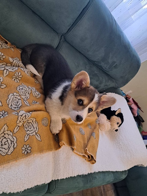 Velški Korgi Pembrok trikolor