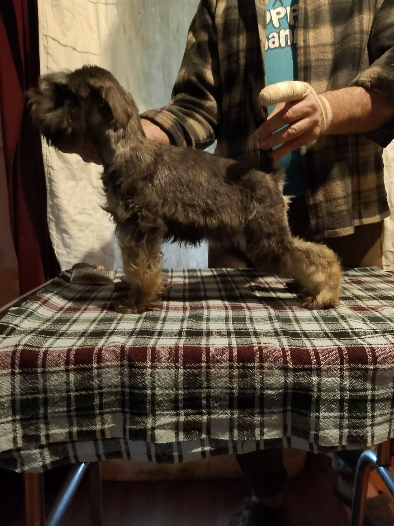 Štenci patuljastih šnaucera