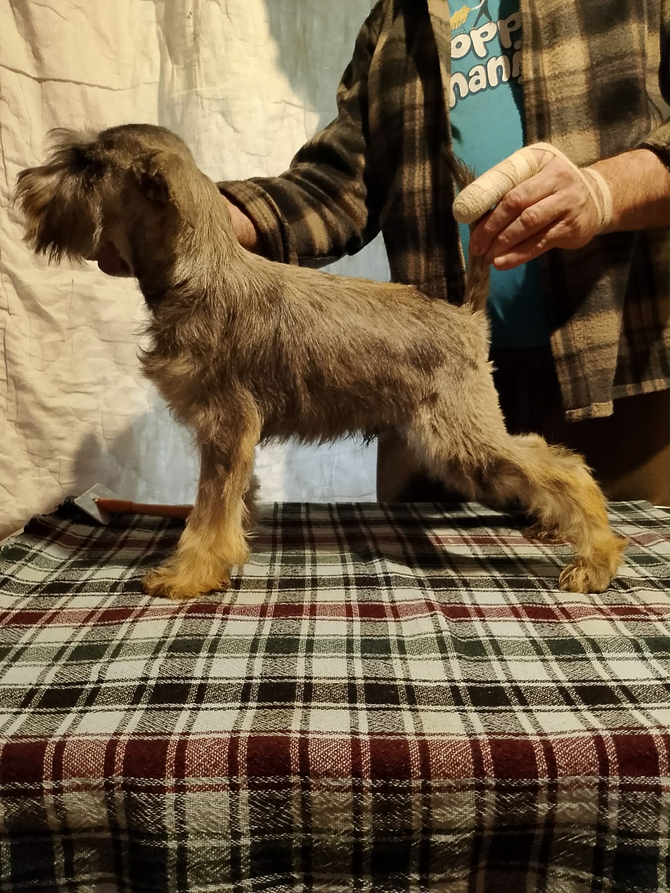 Štenci patuljastih šnaucera