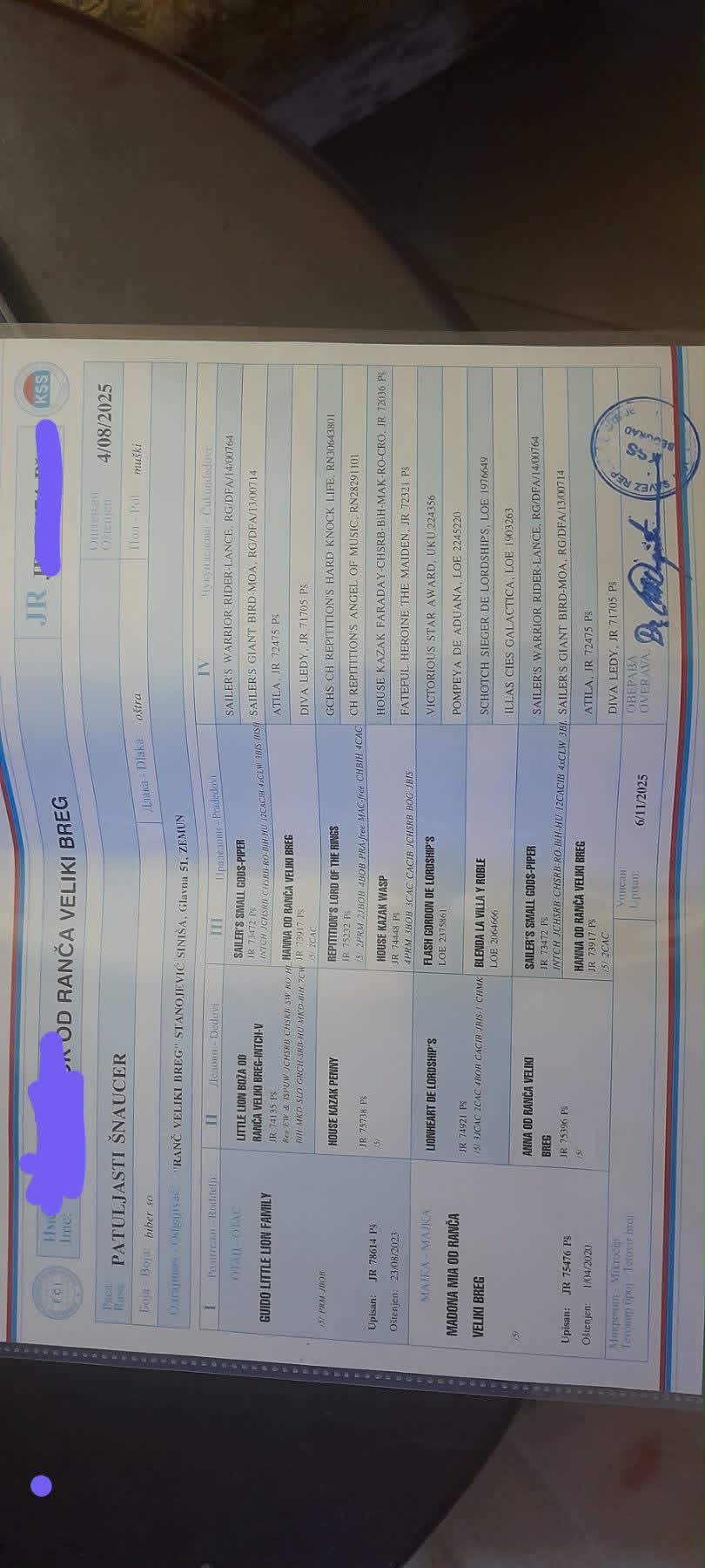 Štenci patuljastih šnaucera