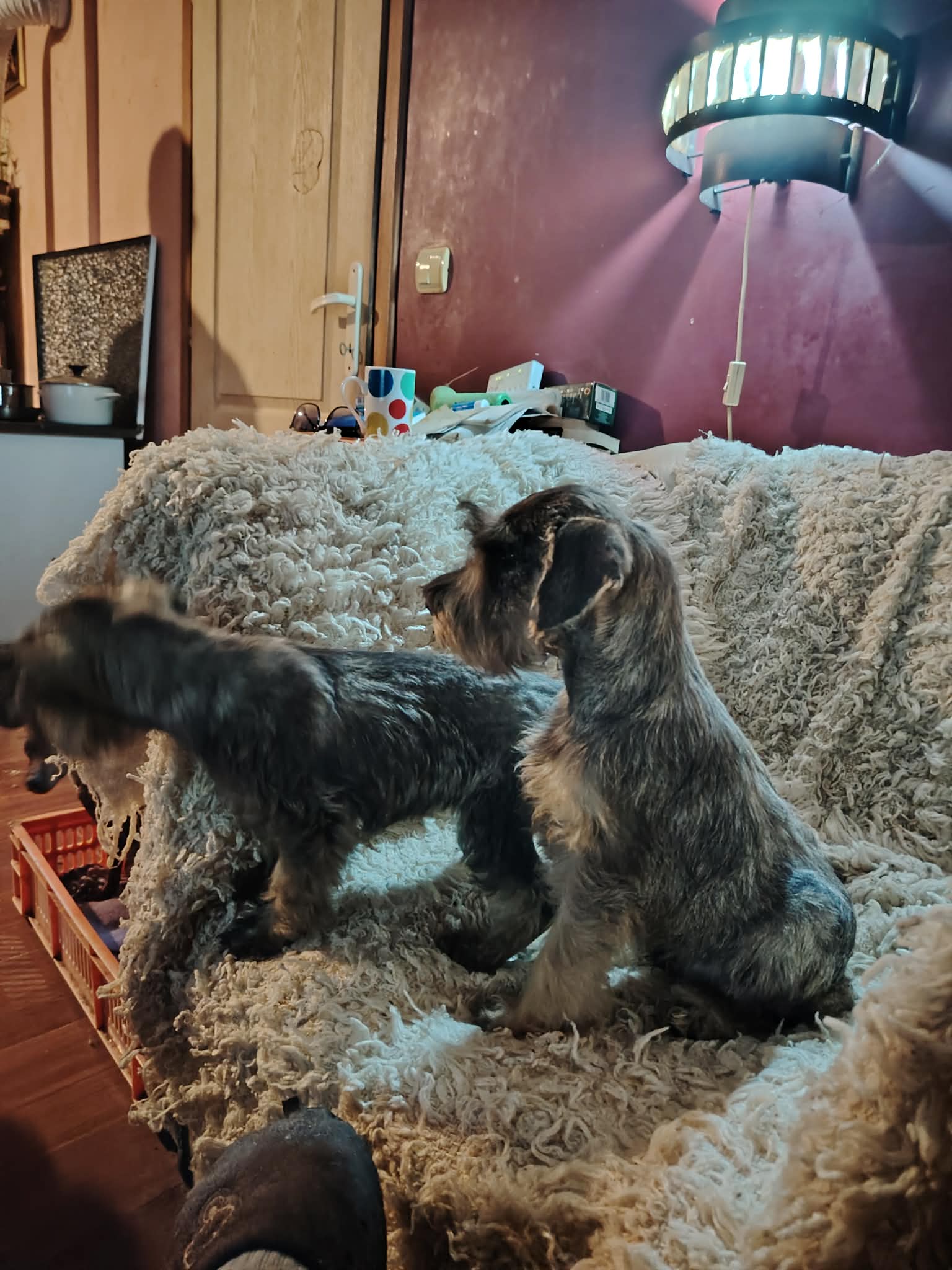 Štenci patuljastih šnaucera