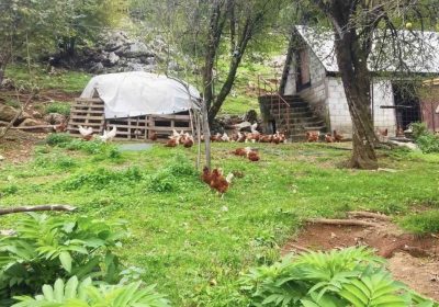 inbound3610441249159586090